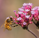 A honey bee collects nectar from pink flowers